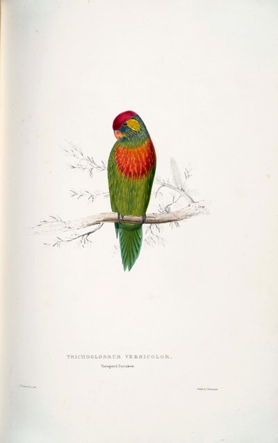 Psitteuteles versicolor door Edward Lear